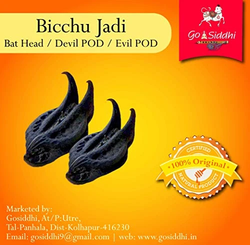 Go-Siddhi Bicchu Buti | Bichhoo Buti | Bichchoo Mool | बिच्छू बूटी | Nettle Leaf